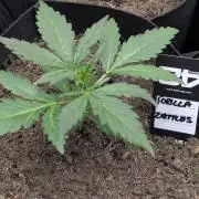 42fastbuds Gorilla Z Auto