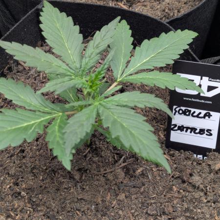 42fastbuds Gorilla Z Auto