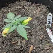 Barney's Farm GMO Auto