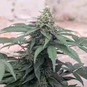 Barney's Farm Zillions