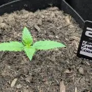 42fastbuds Lemon Cherry Cookies