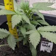42fastbuds Purple Haze Auto