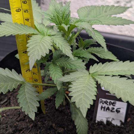 42fastbuds Purple Haze Auto