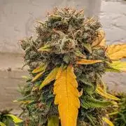 Barney's Farm Cookies Kush Auto