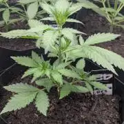 42fastbuds Purple Lemonade RF3 Auto