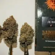 Barney's Farm AK-47