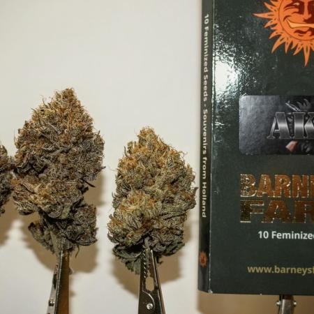 Barney's Farm AK-47