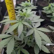 Barney's Farm Cookies Kush Auto