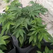 Barney's Farm Zillions
