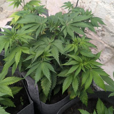 Barney's Farm Zillions