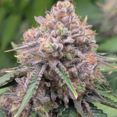 Barney's Farm AK-47