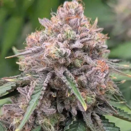 Barney's Farm AK-47