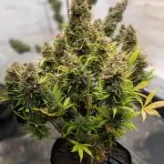 42fastbuds Gelato Auto