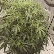 Autoflower 5x5