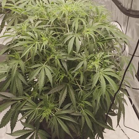 Autoflower 5x5