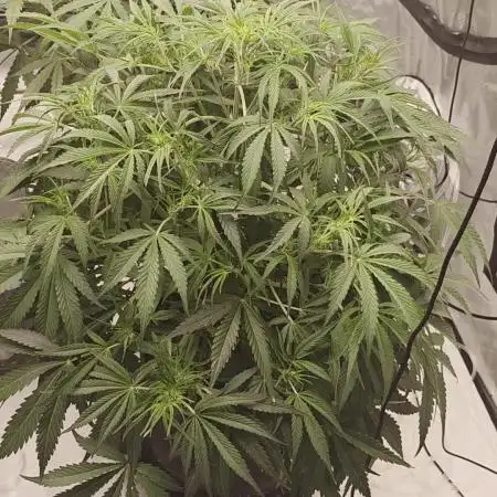 Autoflower 5x5