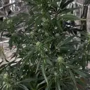 Chocolope first try