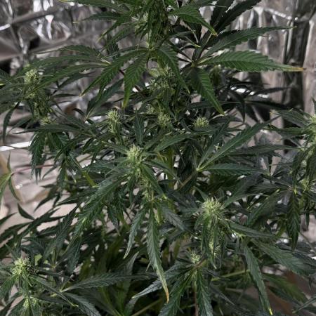 Chocolope first try