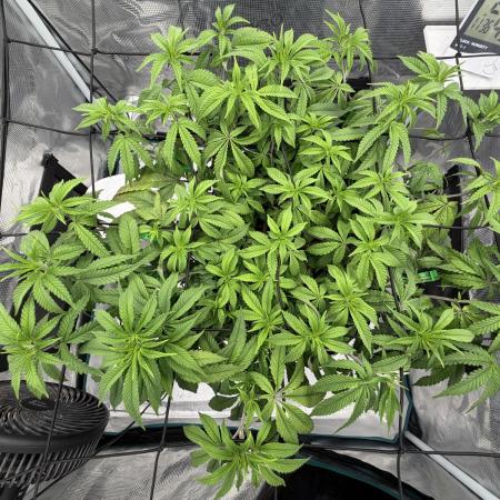Lemon Fever: The Broken Clone Miracle
