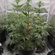 FastBuds Strawberry Gorilla RF3