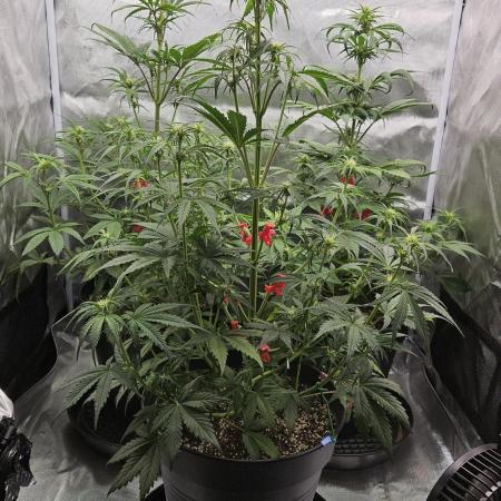 FastBuds Strawberry Gorilla RF3