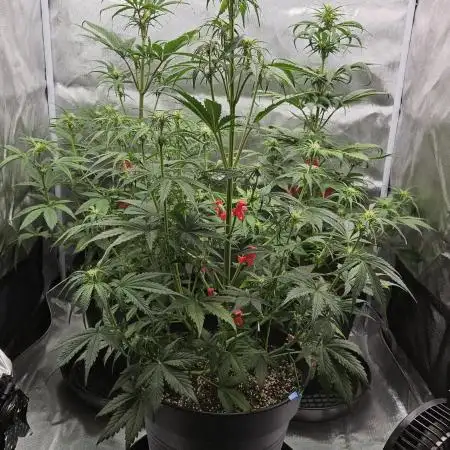 FastBuds Strawberry Gorilla RF3