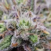 FastBuds Strawberry Gorilla RF3