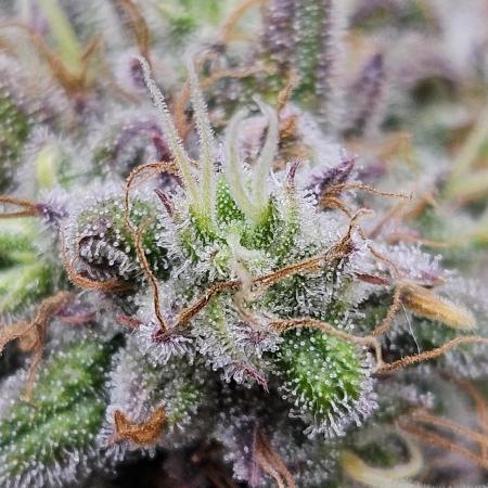 FastBuds Strawberry Gorilla RF3