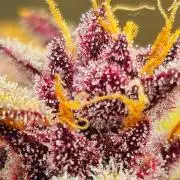 Purple..