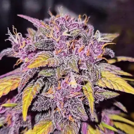 Purple..