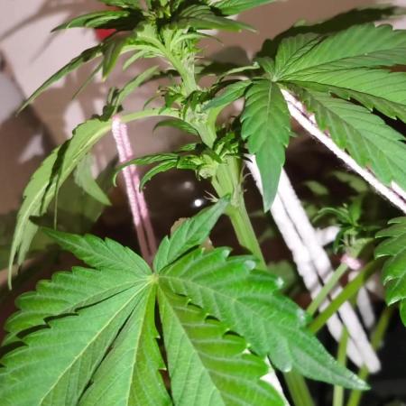 Mi Primer LSt Blackberry de fast buds