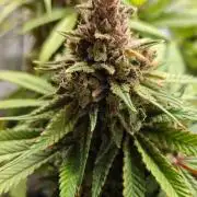 Sour Moose (feminized photoperiod)