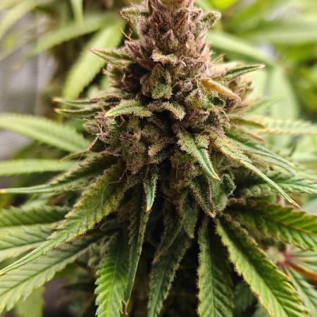 Sour Moose (feminized photoperiod)