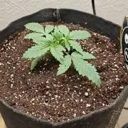 Ne-O'z (Strawberry Nuggets x Mephist0'z)