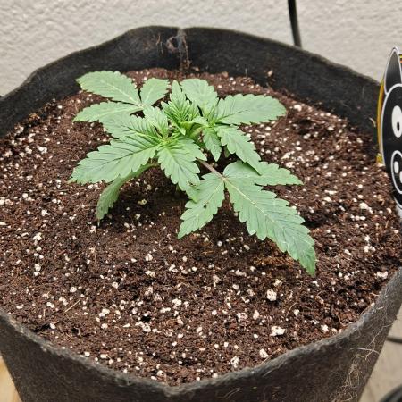 Ne-O'z (Strawberry Nuggets x Mephist0'z)