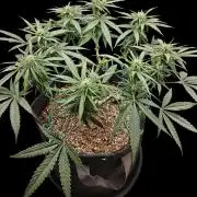 Sour Moose (feminized photoperiod)