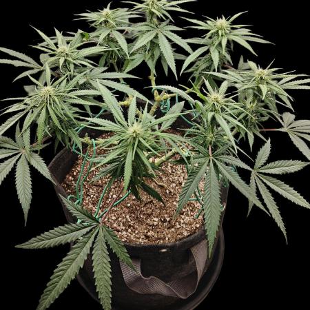 Sour Moose (feminized photoperiod)