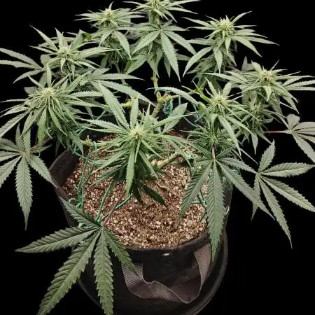 Sour Moose (feminized photoperiod)