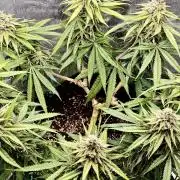 Sour Moose (feminized photoperiod)