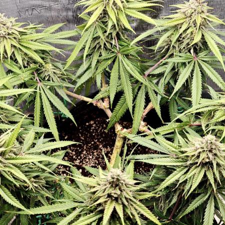 Sour Moose (feminized photoperiod)