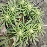 Sour Moose (feminized photoperiod)