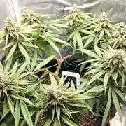 Sour Moose (feminized photoperiod)