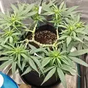 Sour Moose (feminized photoperiod)