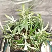 Sour Moose (feminized photoperiod)