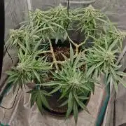 Sour Moose (feminized photoperiod)