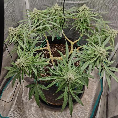Sour Moose (feminized photoperiod)