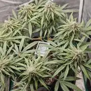 Sour Moose (feminized photoperiod)