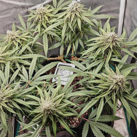Sour Moose (feminized photoperiod)
