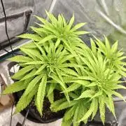 Sour Moose (feminized photoperiod)