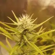 Beginner Grower - Budget setup